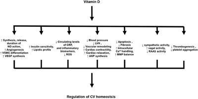 Insulin Resistance and Vitamin D Deficiency: A Link Beyond the Appearances